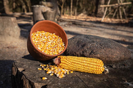 Dried corn on the cob and dried corn kernels in a clay pot.